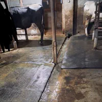 کفپوش گاو داری|حیوانات مزرعه|املش, |دیوار