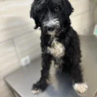 تریر دو ساله