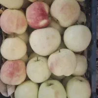فروش سیب گلاب درجه یک ودرشت