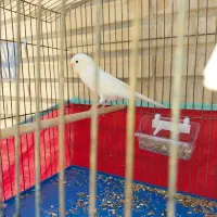 جفت قناری رسمی بلند سفید و طلایی