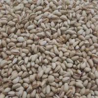 پسته خشک|خوردنی و آشامیدنی|سده (خراسان جنوبی), |دیوار