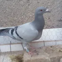 کبوتر سبز