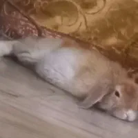 خرگوش گمشده|موش و خرگوش|مشهد, شهید قربانی|دیوار