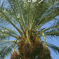 درخت گرازهستم