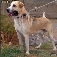 واگذاری عراقی۲ونیم ساله