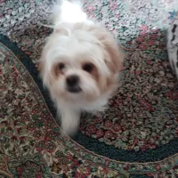 فروش دوعدد سگ|سگ|کرمان, |دیوار