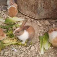 انواع خرگوش بزرگ و کوچیک از همه رنگ|موش و خرگوش|ایذه, |دیوار