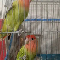 کوتوله برزیلی رام