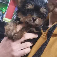 سگ های جیبی و مینیاتوری و گربه های خانگی|سگ|تبریز, |دیوار