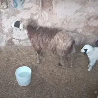 میش وبره و بیگ