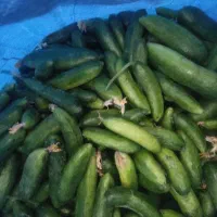 خیار