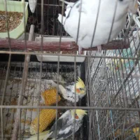 عروس هلندی