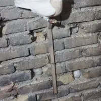 کبوتر|پرنده|سبزوار, توحیدشهر|دیوار