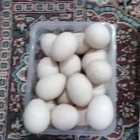 تخم نطفه دار اردک اسرائیلی