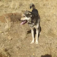 واگذاری سگ عراقی ۳ ساله موقعیت خلخال|سگ|خلخال, |دیوار