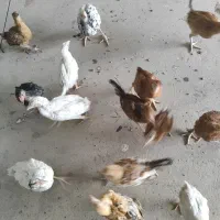 جوجه دو ماهه و سه ماهه