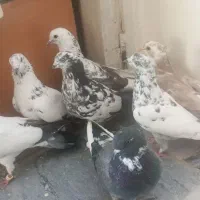 کبوترفردیس
