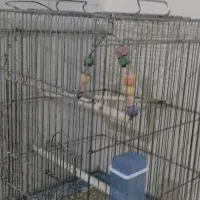قفس کاسکویی بزرگ جنس ضخیم|لوازم جانبی حیوانات|سبزوار, شرق کال عیدگاه|دیوار