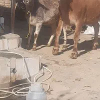 گاو وگوساله دوم شکم زایده شیرا