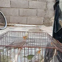 عروس هلندی ومرغ عشق|پرنده|بندر امام خمینی, |دیوار