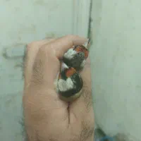 سهره|پرنده|شیراز, شریف‌آباد|دیوار