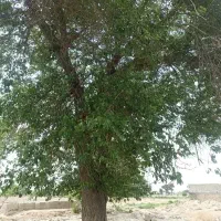 زمین-در-گلحصار