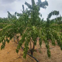 باغ 950متری اجیلی|فروش دفتر صنعتی، کشاورزی، تجاری|خمینی‌شهر, |دیوار