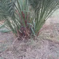 فروش پاجوش نخل برحی اصل به شرط|حراج|کارون, |دیوار