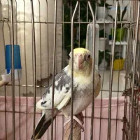 عروس هلندی نر سخنگو