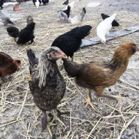 جوجه برهما ، دورگ ، مرندی، طوس