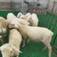 گوسفند لاکن|حیوانات مزرعه|سرخرود, |دیوار