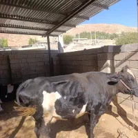 گاو گوساله میش گوسفند قوچ|حیوانات مزرعه|کارزان, |دیوار