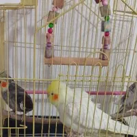 عروس هلندی
