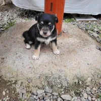 طوله اشپیتز