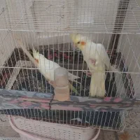 عروس هلندی نر جوان بالغ
