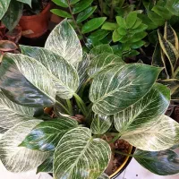 نخل نیکولای/گل و گیاه آپارتمانی/زاموفیلیا بنسای|گل و گیاه طبیعی|فردیس, فردیس|دیوار