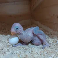 جوجه ملنگو سرلاکی