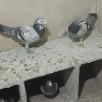 سبز و سوسکی