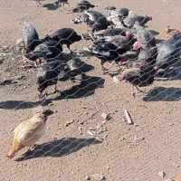 بوقلمون طبعیی