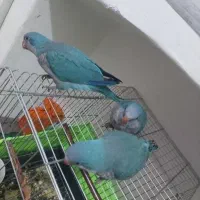 جوجه راهب  دون خور