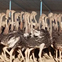 پخش گوشت شترمرغ کشتارروز،گرم