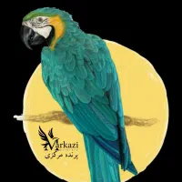 خرید و فروش ۲۴ ساعته پرنده زینتی