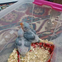 جوجه شاه طوطی