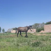 اسب مادیان دو ونیم ساله
