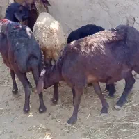 فروش گوسفند کیلویی 400 لاغر .چاق.دشتی