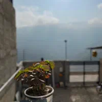 ویلا کلبه سویسی|اجارهٔ کوتاه‌مدت ویلا و باغ|رامیان, |دیوار