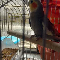 عروس هلندی نر