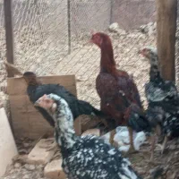 فروش مرغ وخوروس|حیوانات مزرعه|دماوند, گیلاوند|دیوار