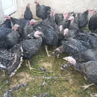 بوقلمون. آماده پروار شدن|حیوانات مزرعه|رزن, |دیوار