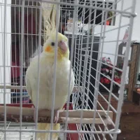 سلام جوجه عروس اهلی کم کم دونخور میشه تمام اهلی